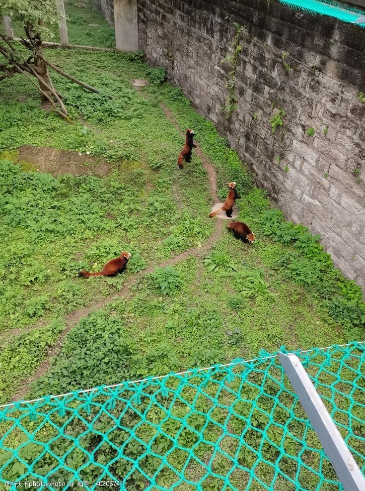 爱护小动物动物园小熊猫图片