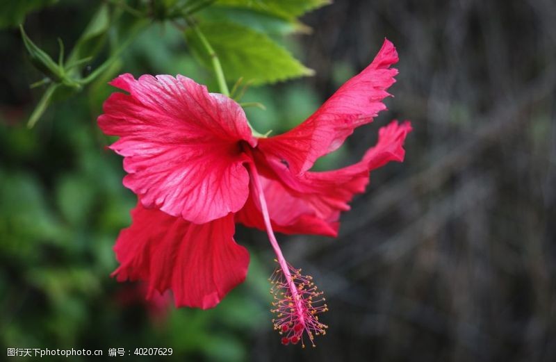 淡紫色背景芙蓉花图片