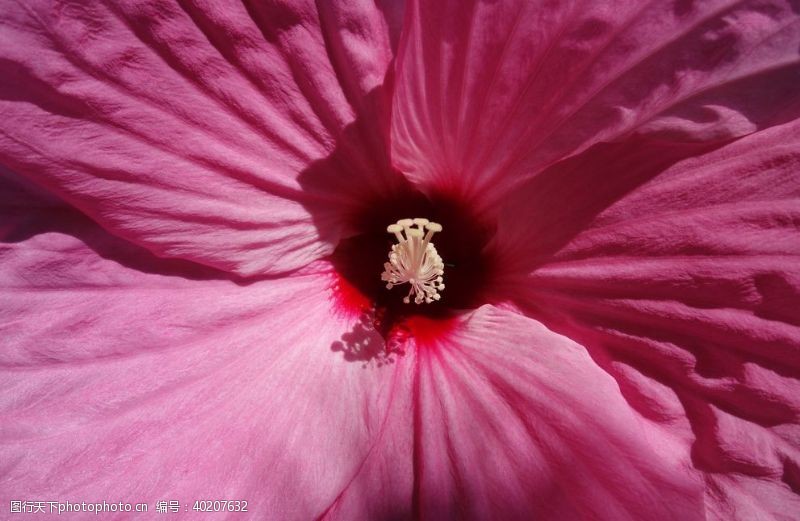 黄色橙色背景芙蓉花图片