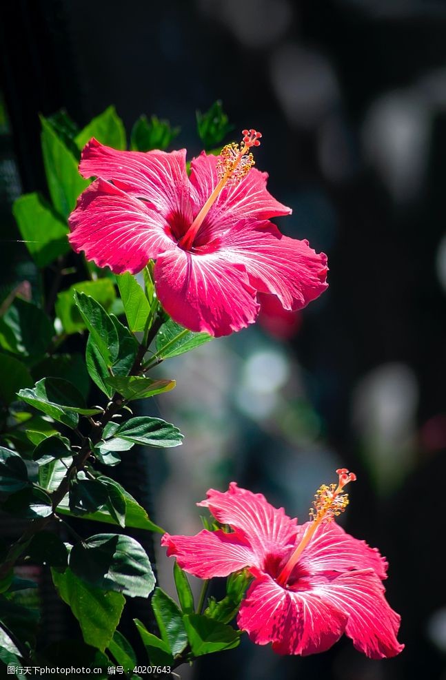 野草草地芙蓉花图片