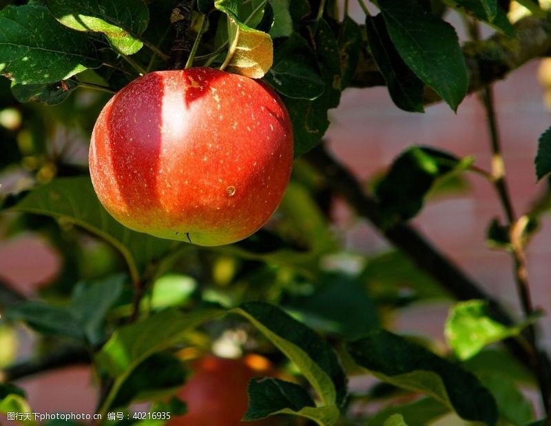 水果大世界红富士苹果图片