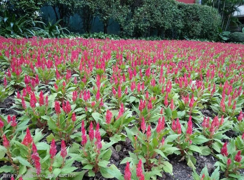 花瓶花卉图片