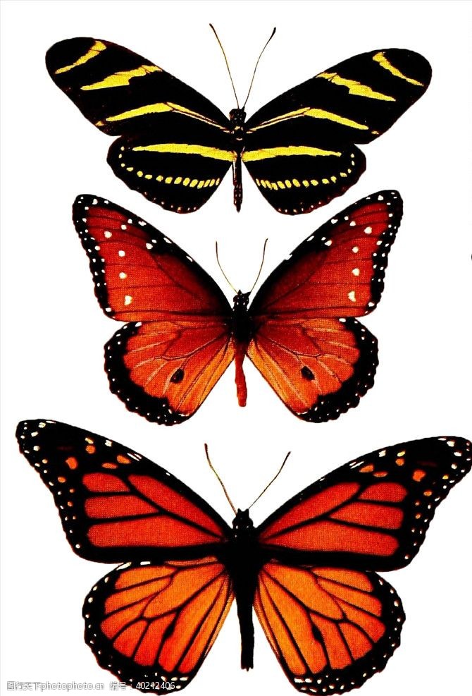 彩色的花蝴蝶图片