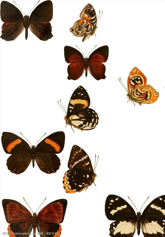 彩色花纹蝴蝶图片
