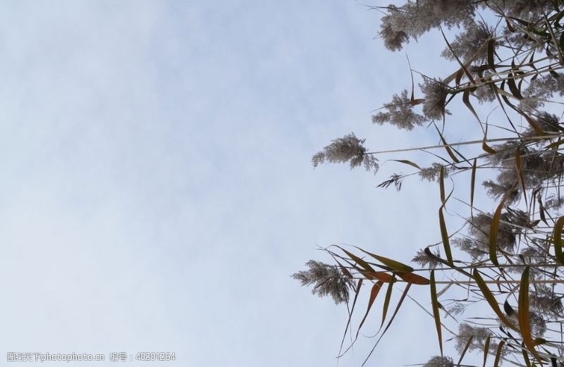 绿水青山芦苇图片