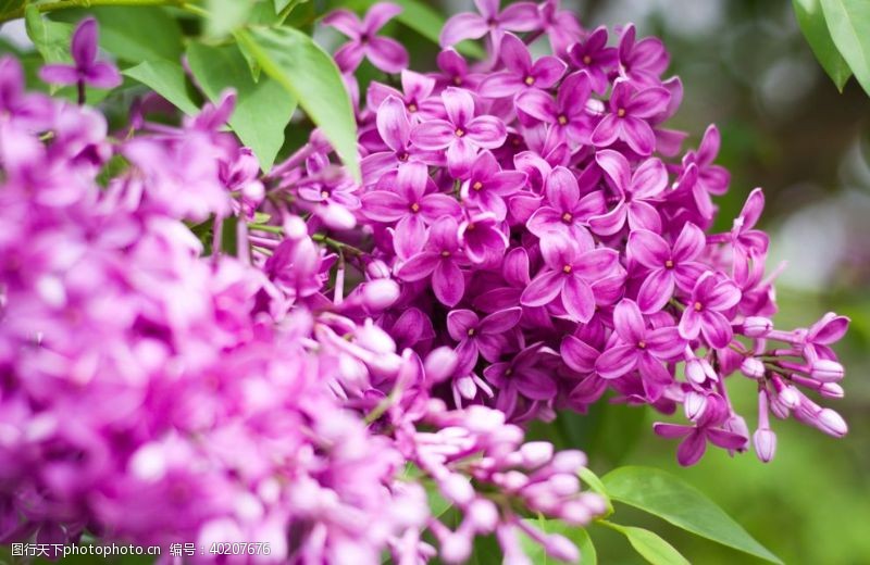 美丽花朵美丽的紫丁香鲜花图片