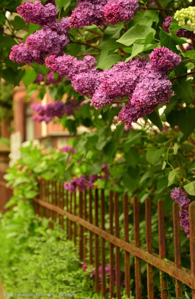 丁香花美丽的紫丁香鲜花图片