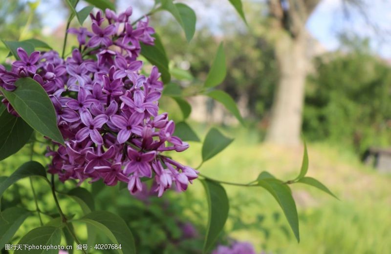 美丽花朵美丽的紫丁香鲜花图片