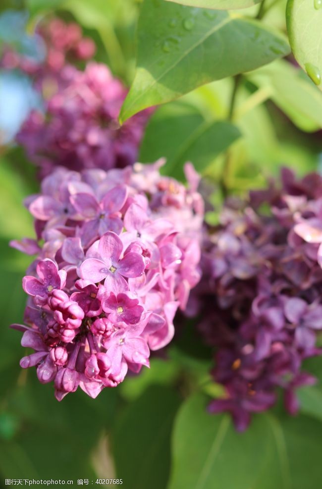 丁香花美丽的紫丁香鲜花图片