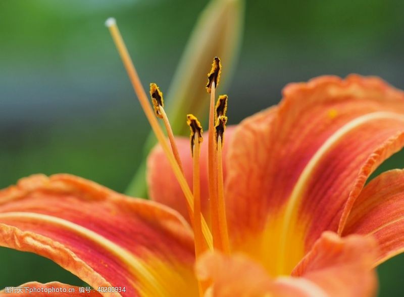 花草树木素材漂亮的百合花图片