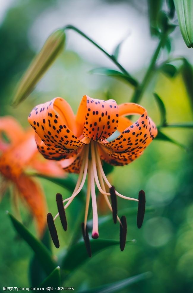花草树木素材漂亮的百合花图片