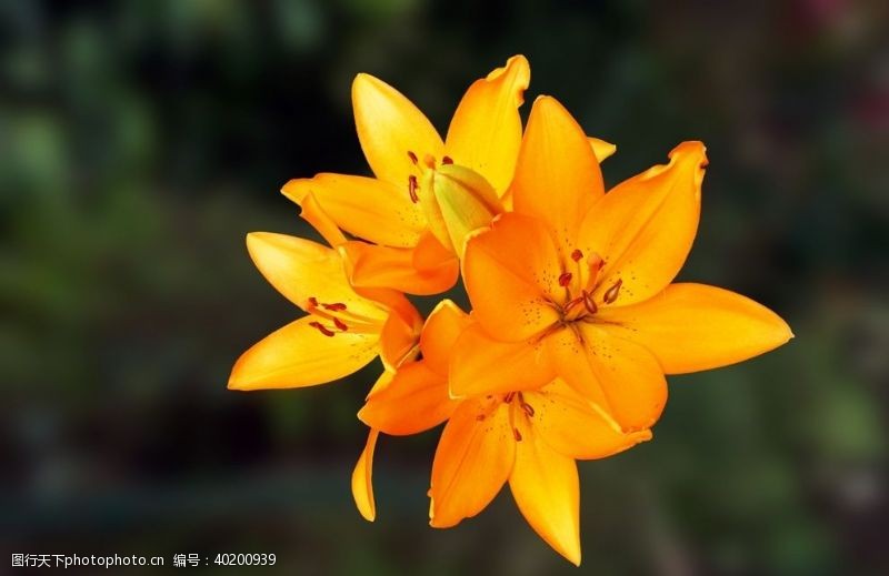 花草树木素材漂亮的百合花图片