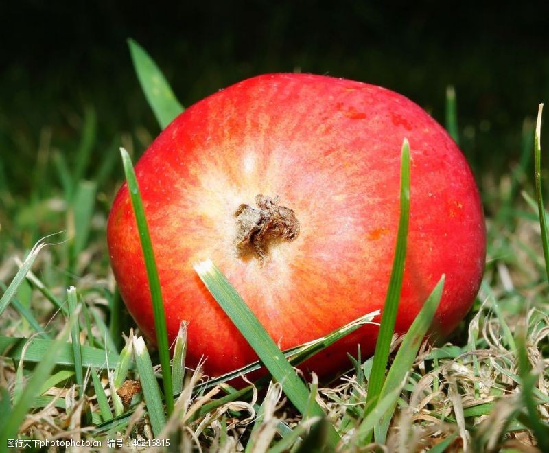 种植苹果图片