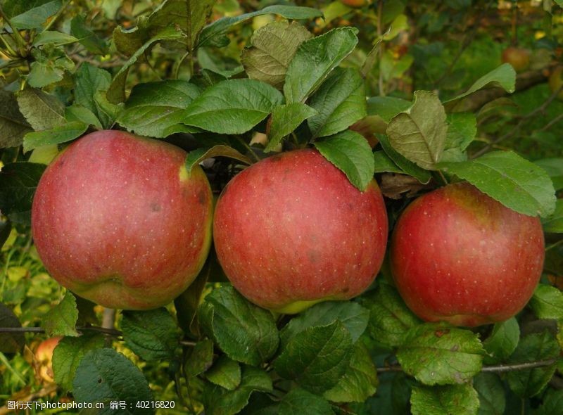 水果挂画苹果图片