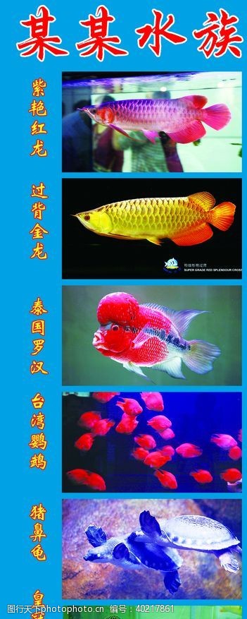 红金鱼水族海报图片