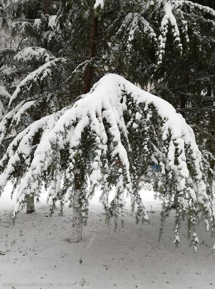 寒冷的树枝上积雪图片