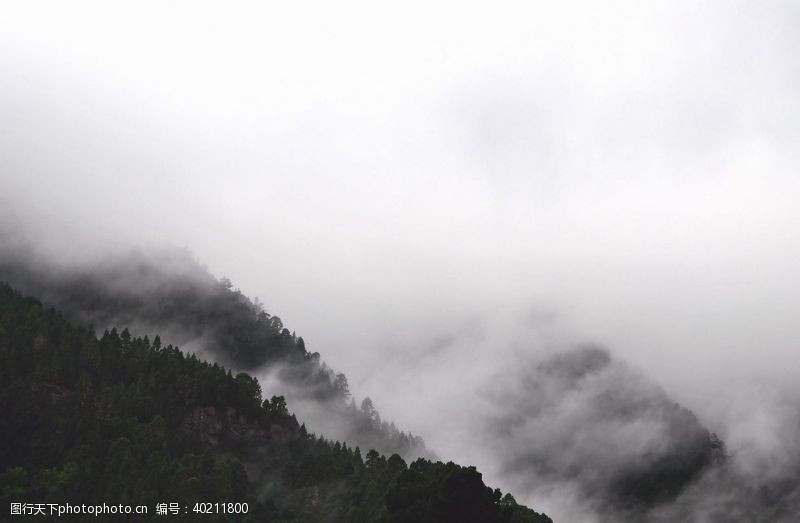 雨林雾图片