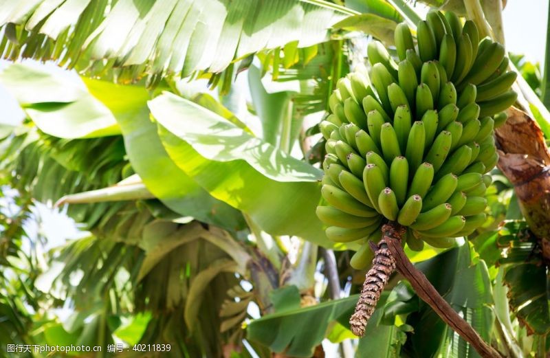 热带的香蕉树上的香蕉图片