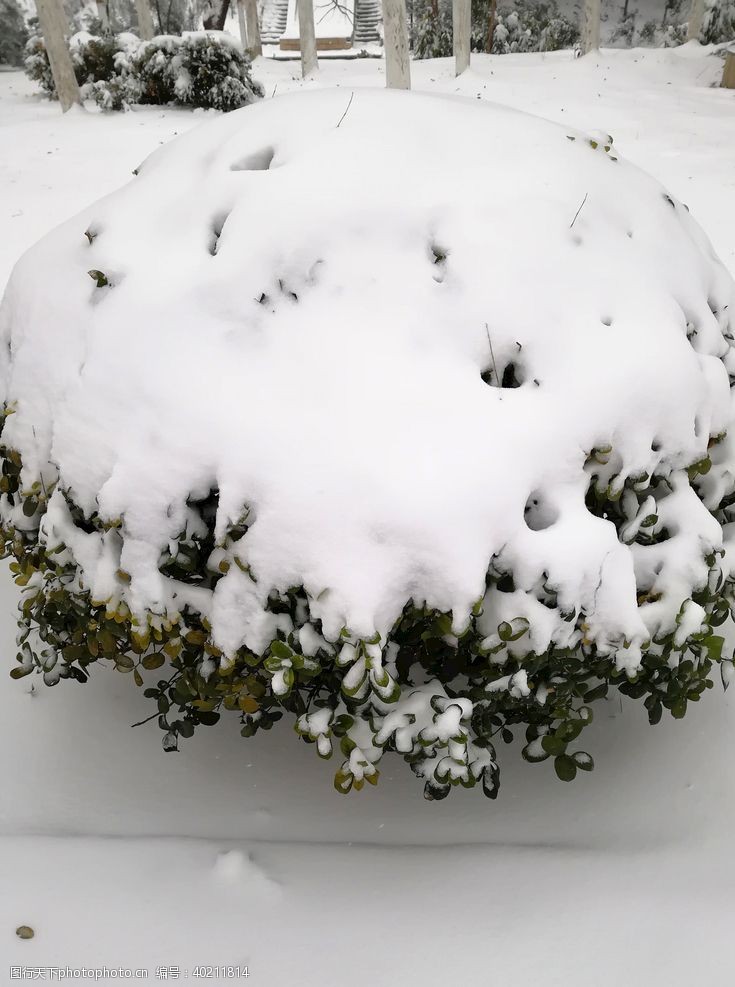 寒冷的一棵雪树图片