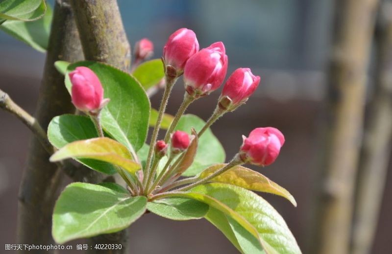 西方北方园林植物西府海棠的花朵图片