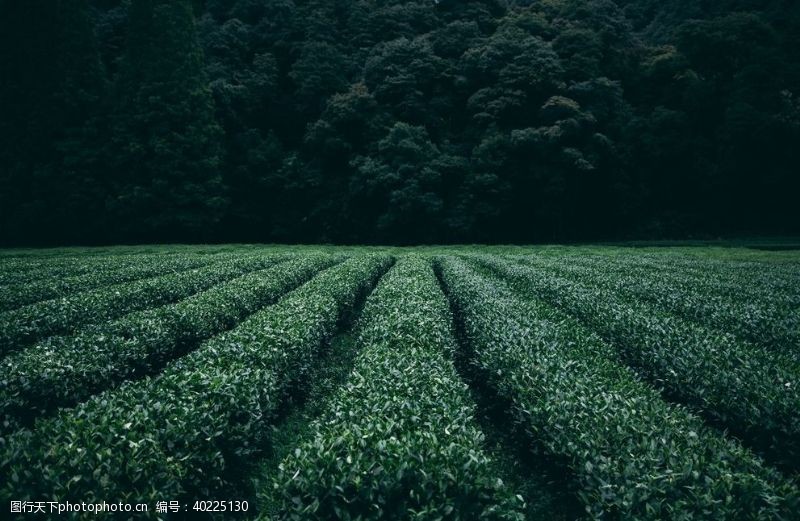 绿茶茶林图片