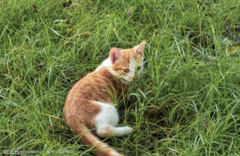 小星星宠物猫图片