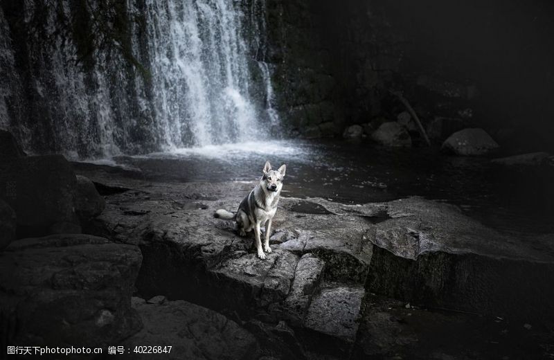 野生动物动物宠物狗猫图片