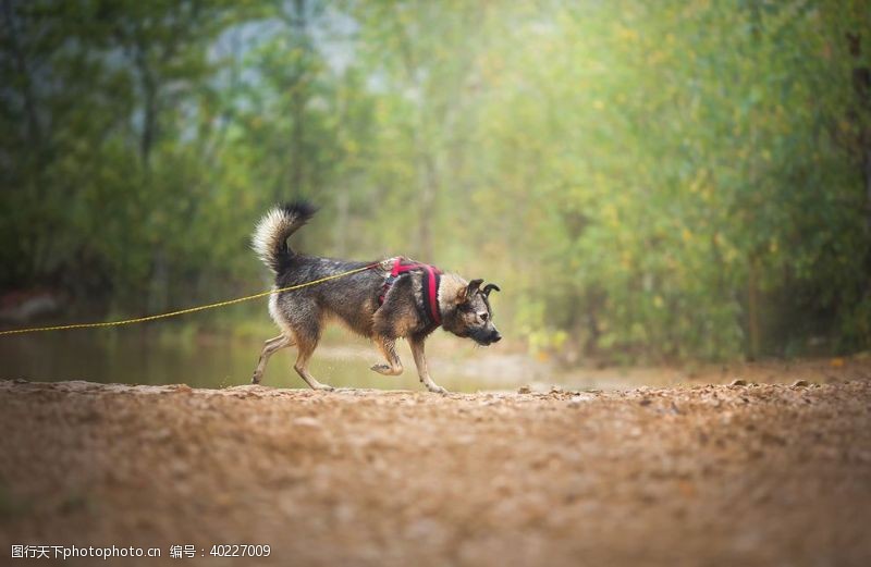 野狗动物宠物狗猫图片