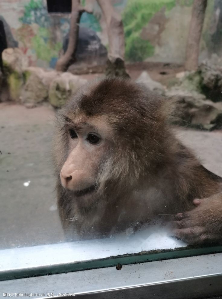 野生动物动物园猴子图片