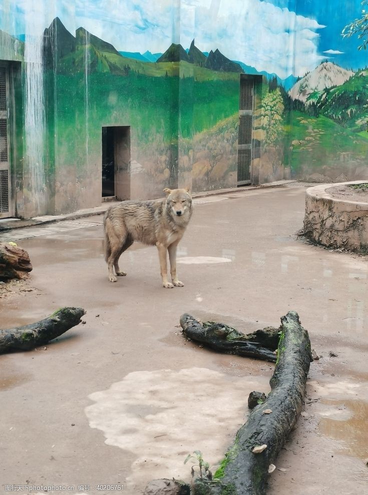 狼群动物园狼图片