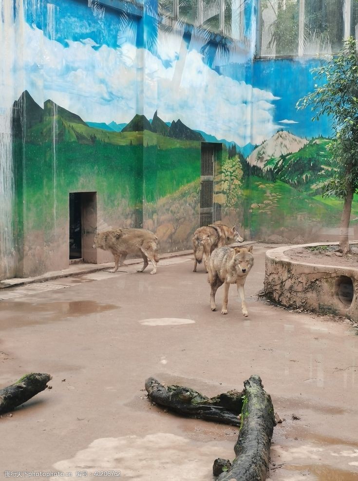 狼群动物园狼图片