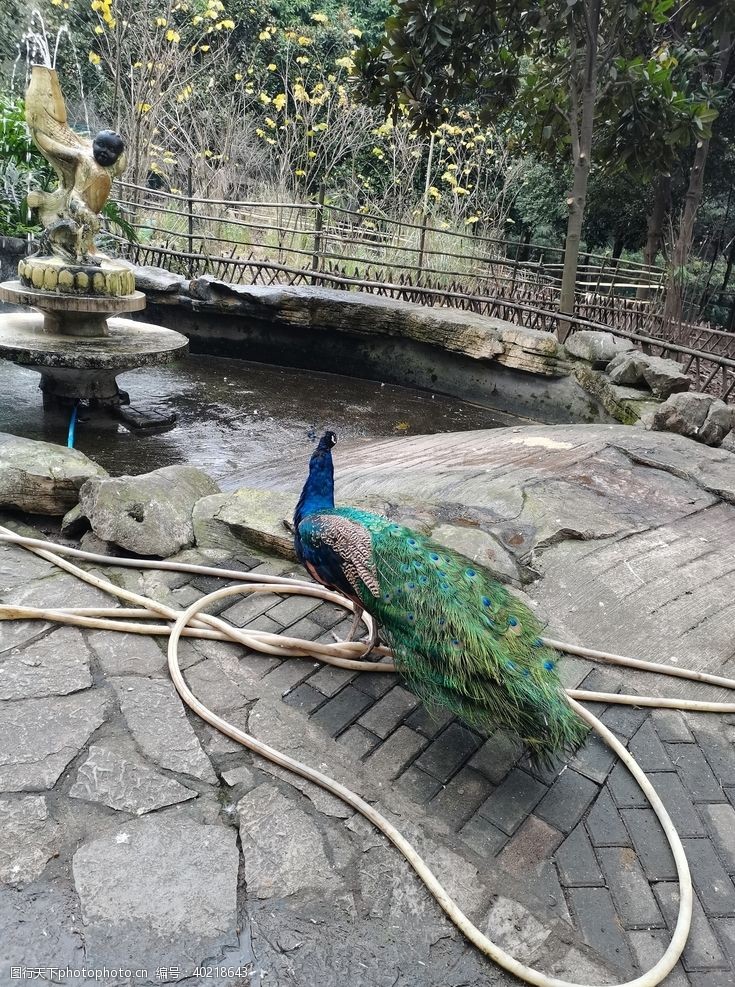 野生动物动物园蓝孔雀图片