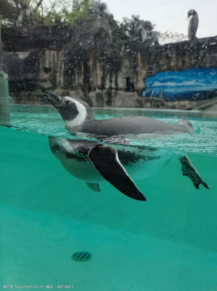 动物表演动物园企鹅图片
