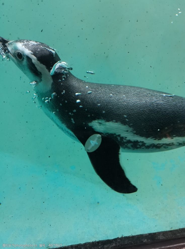 野生动物动物园企鹅图片