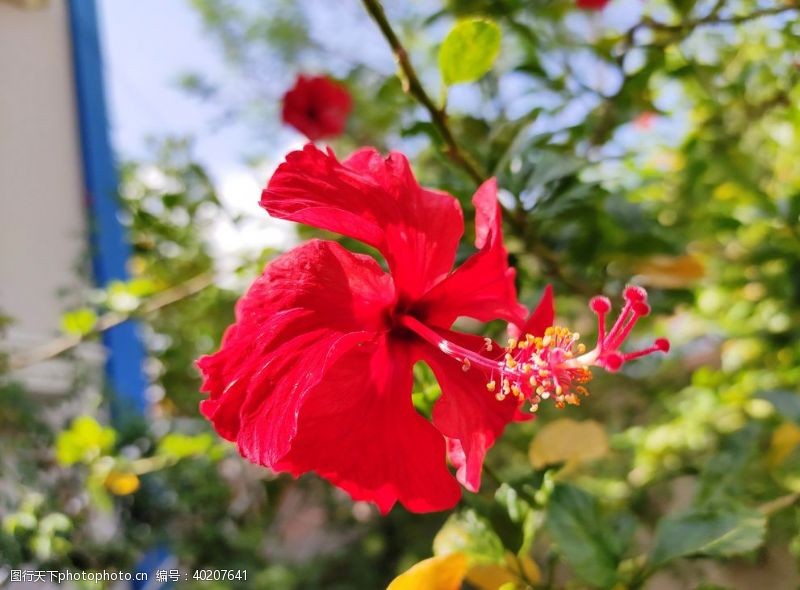 蓝色花芙蓉花图片