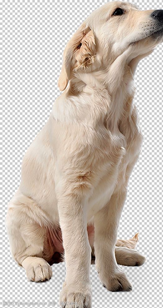 英短猫狗狗图片