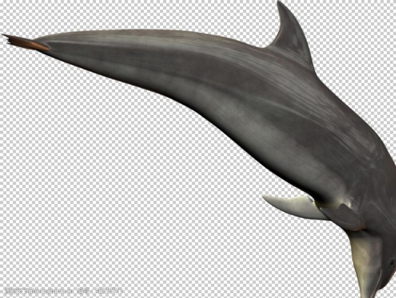 透明海豚图片