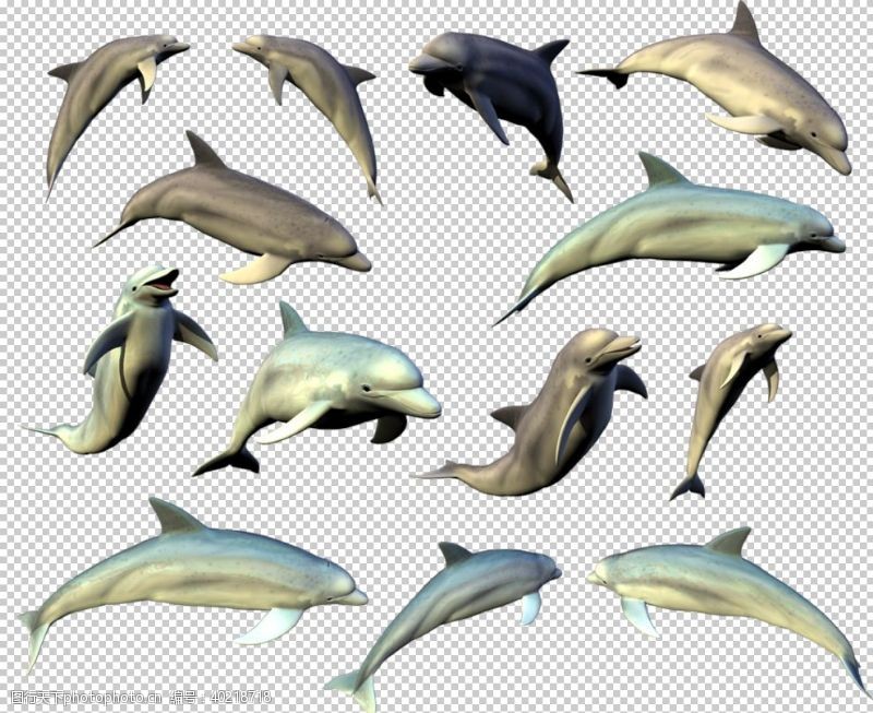 海洋生物海豚图片