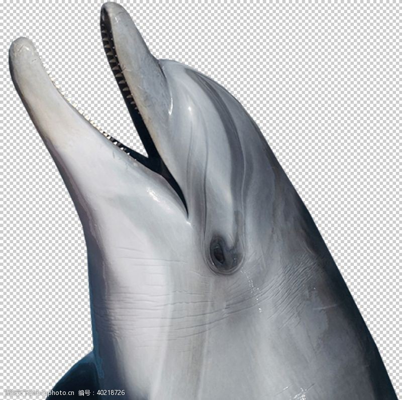 海底世界海豚图片