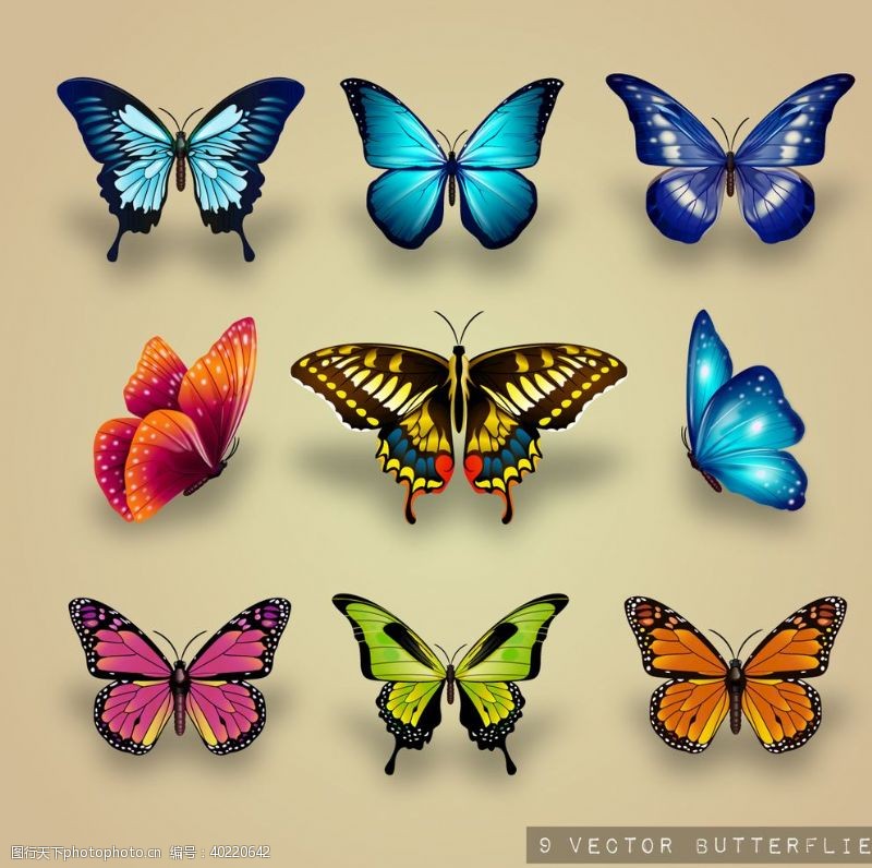 彩绘世界蝴蝶昆虫动物图片