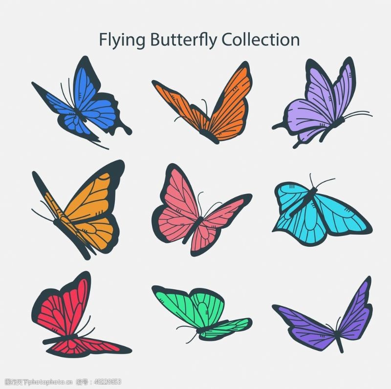 矢量小插图蝴蝶昆虫动物图片