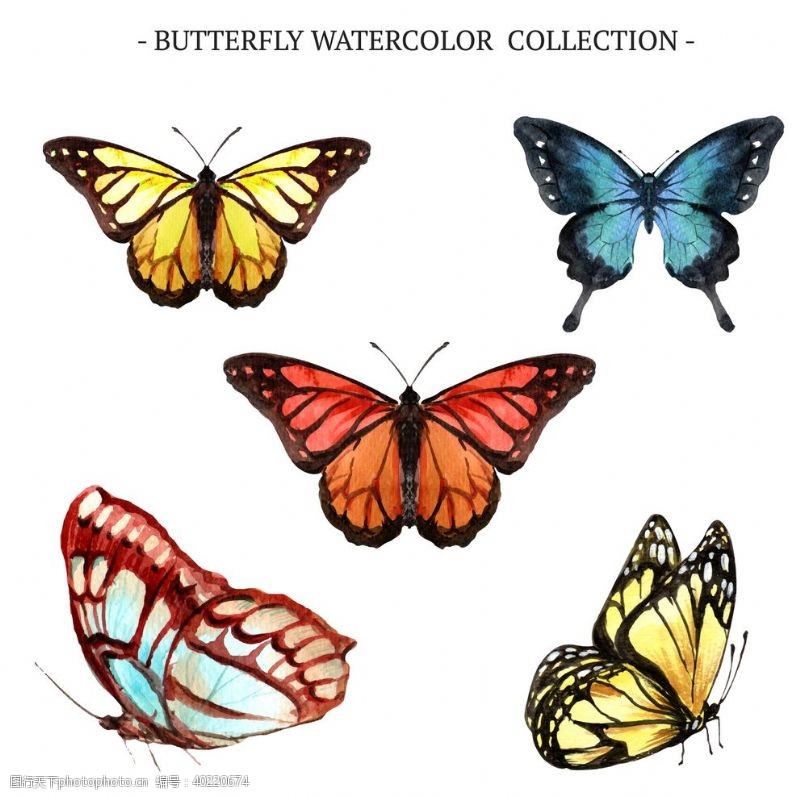 动物贴纸蝴蝶昆虫动物图片