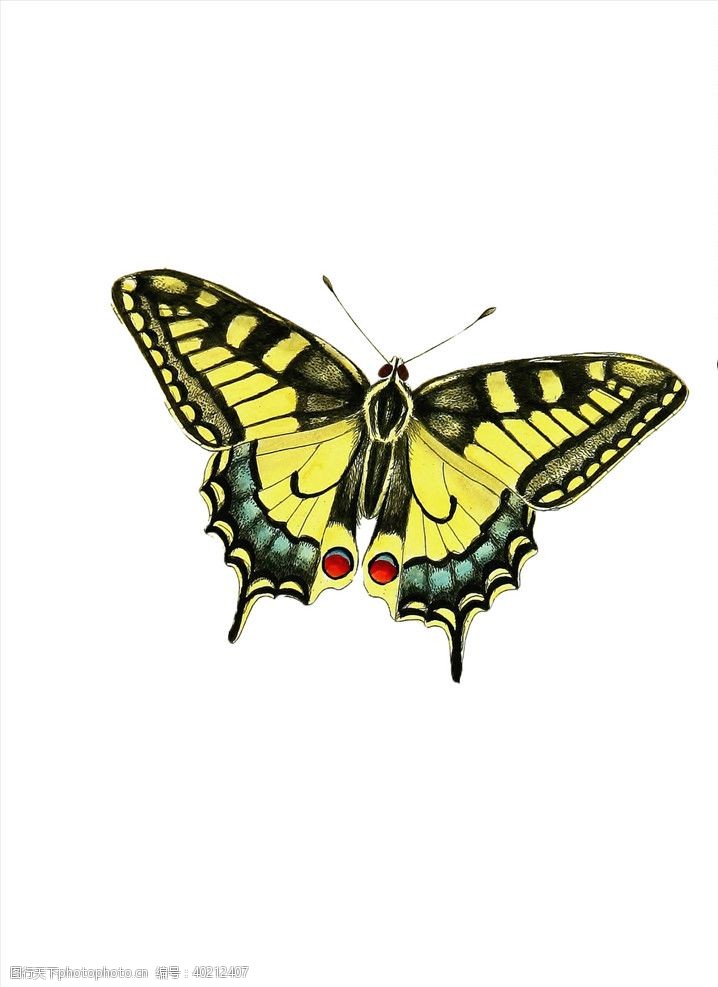 动物彩色图标蝴蝶图片