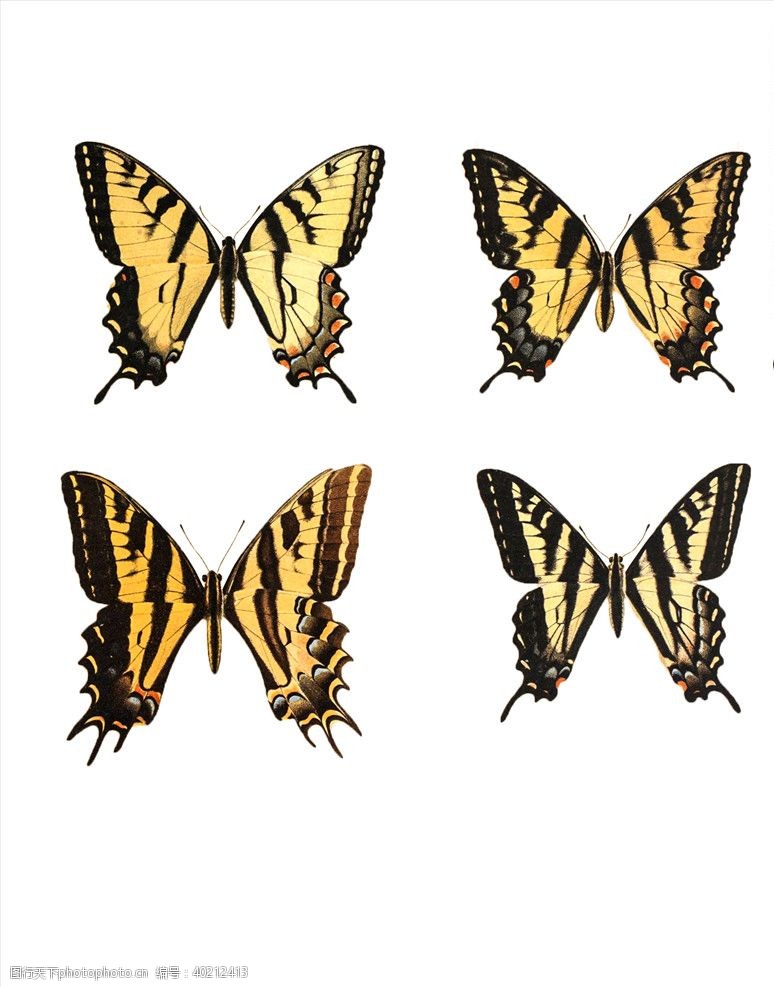 彩色动物图标蝴蝶图片
