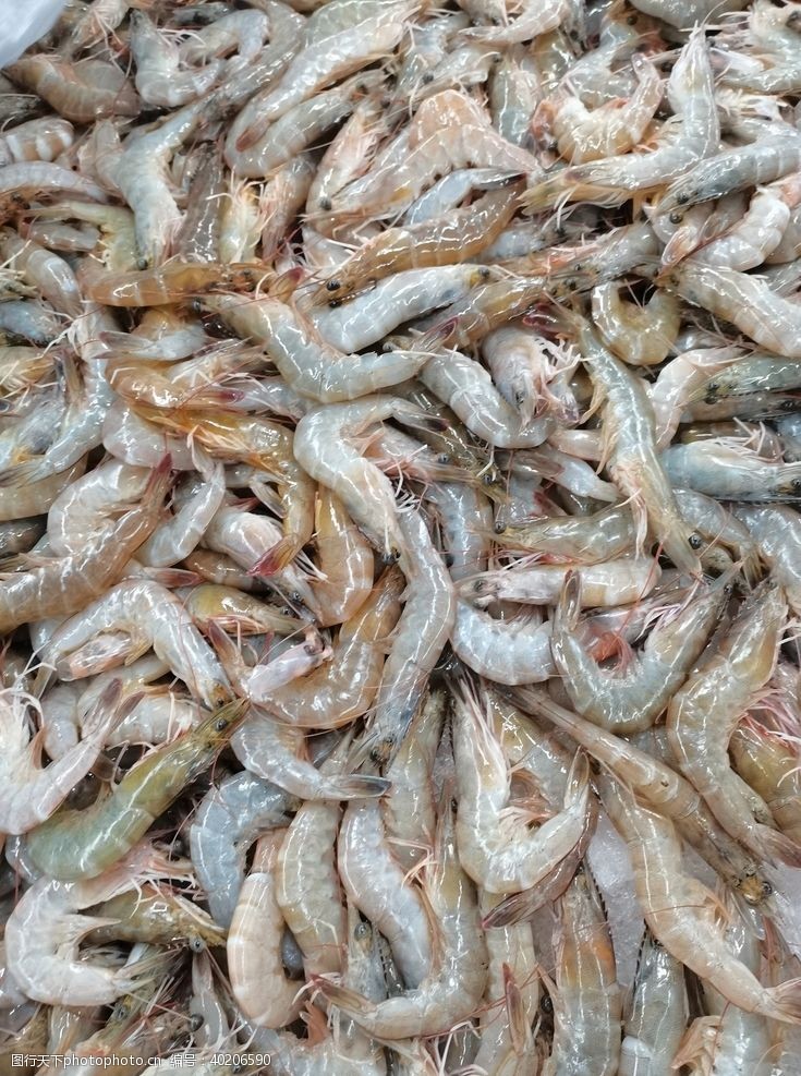 海洋鱼类基围虾图片