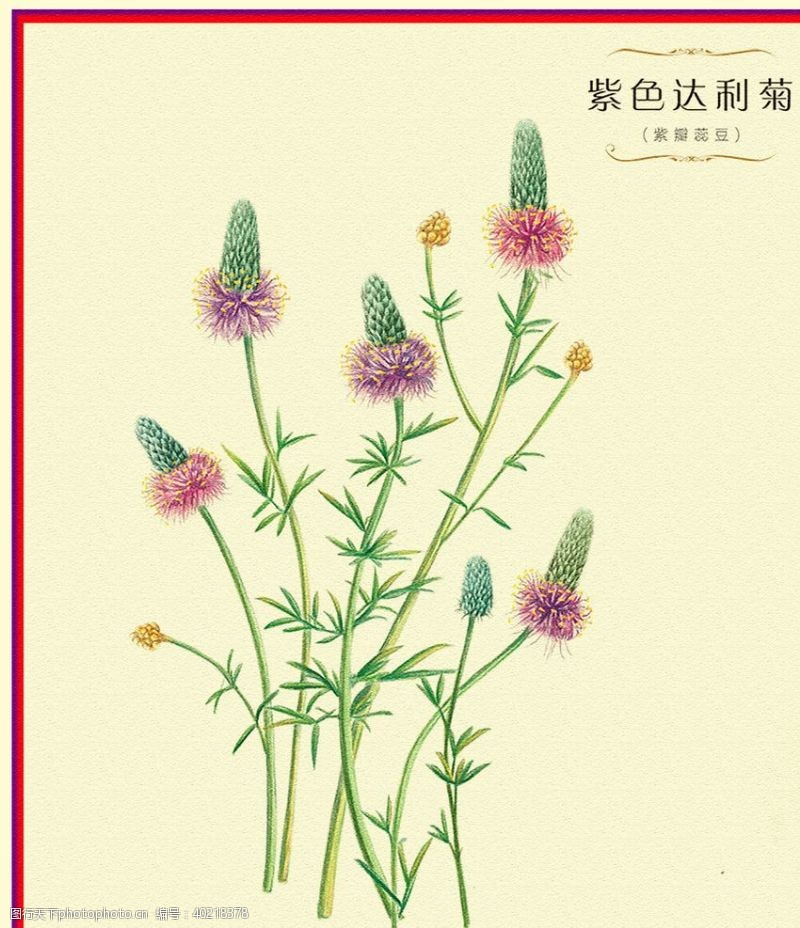 彩铅菊花图片