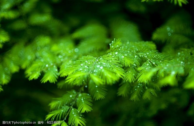 松树枝绿叶图片