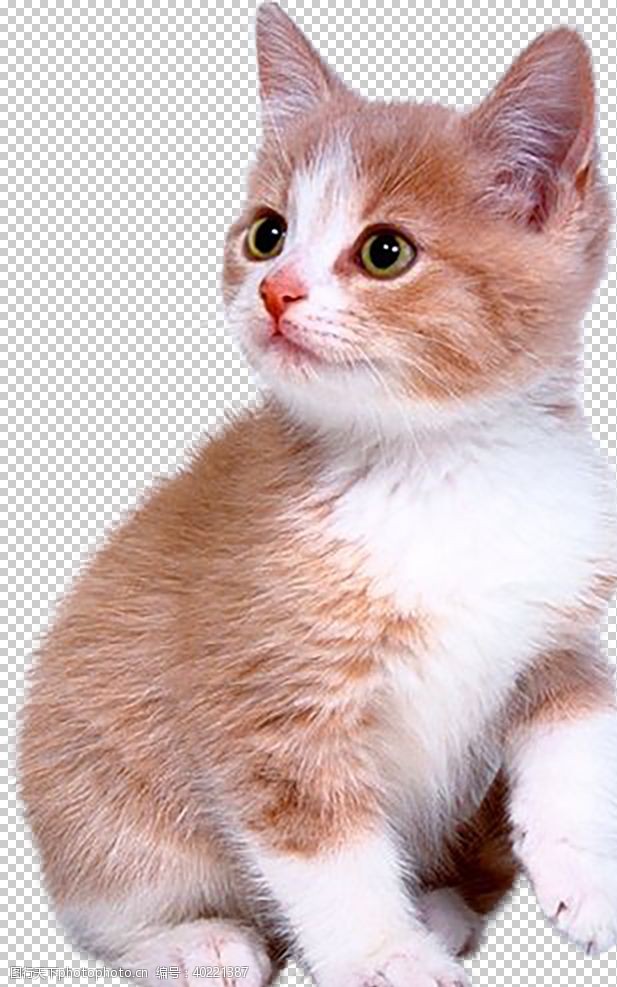 英短猫猫咪图片