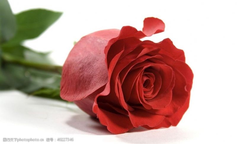 红玫瑰素材玫瑰花图片