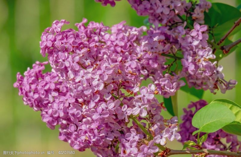 美丽鲜花美丽的紫丁香鲜花图片